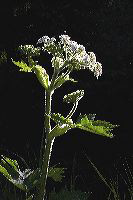 jb_cowparsnip_2731