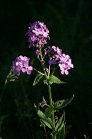 jb_damesrocket_4356