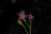 jb_deptfordpink_001