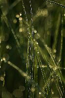 jb_dew-grass_0568