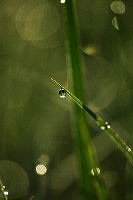jb_dew-grass_0571
