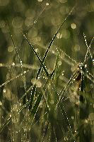 jb_dew-grass_0572