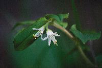 jb_fairybells_4035