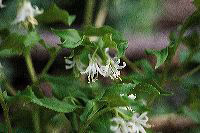 jb_fairybells_4066