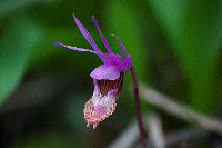 jb_fairyslipper_4016