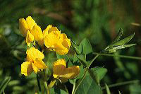 jb_falselupine_4192