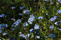 jb_forgetmenots_001