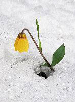 jb_fritillaries_03
