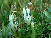 jb_gentian-arctic_0121