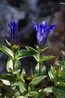 jb_gentian-blue_5906