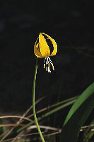 jb_glacierlily_4043