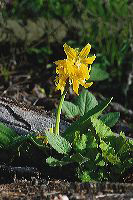 jb_glacierlily_4070