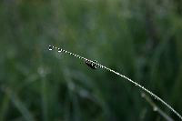 jb_grass-dew-bug_5704
