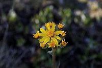 jb_groundsel_003_1336