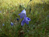 jb_harebells_01
