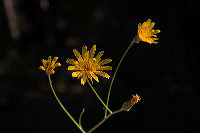 jb_hawksbeard_2499