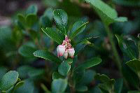 jb_kinnikinnick_3995