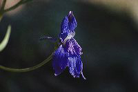jb_larkspur_4062