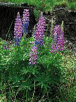 jb_lupine_03_lg