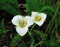 jb_mariposalillies_01
