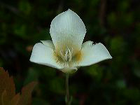 jb_mariposalily_0339