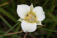 jb_mariposalily_4537