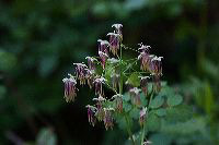 jb_meadowrue_5878