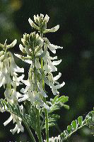 jb_milkvetch_4348