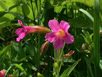 jb_monkeyflower-pink_0109