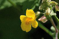 jb_monkeyflower_4519