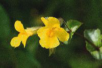 jb_monkeyflower_4530