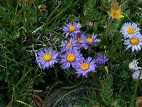jb_mountainaster