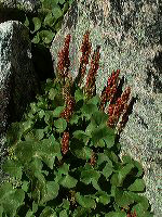 jb_mountainsorrel