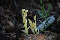 jb_nakedbroomrape_4198