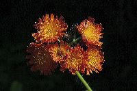 jb_orangehawkweed_01