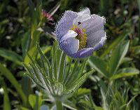 jb_pasqueflower_005