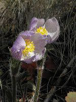 jb_pasqueflower_02
