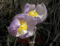 jb_pasqueflower_02a