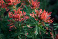 jb_peachpaintbrush_5363