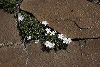jb_phlox_002
