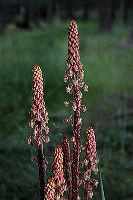 jb_pinedrops_01