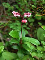 jb_pipsissewa_01