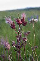 jb_prairiesmoke_4387