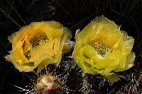 jb_pricklypear_5833