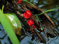 jb_redalgae_01stn