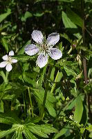 jb_richardsonsgeranium_4427