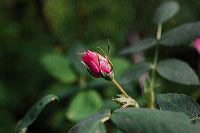 jb_rosebud_2461