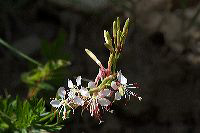 jb_scarletgaura_4308