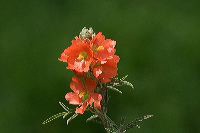 jb_scarletglobemallow_4243