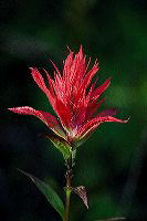jb_scarletpaintbrush_4427